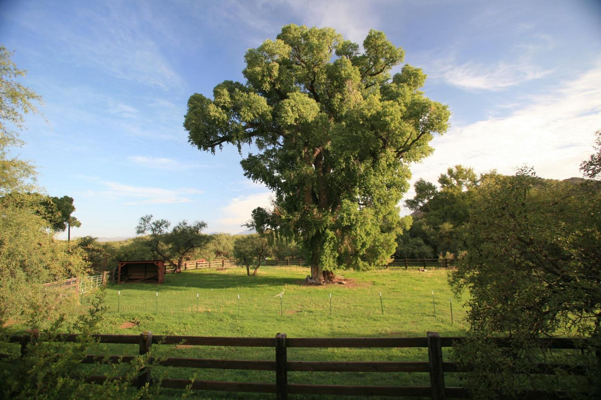 Spirit Tree Inn B&B Patagonia Ngoại thất bức ảnh